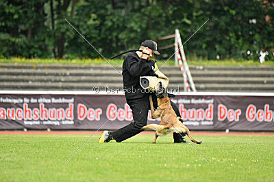 Stylish Motion`s Apple